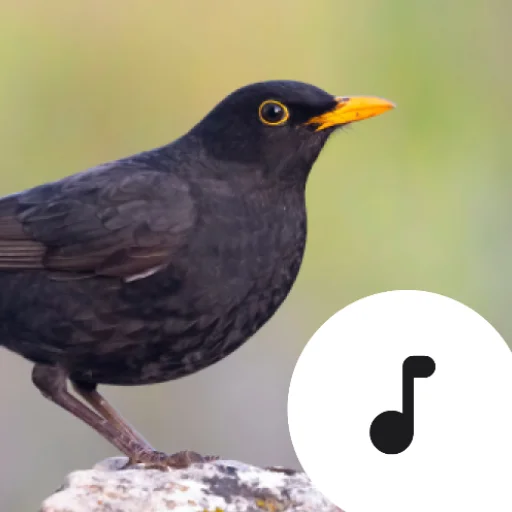 ดาวน์โหลด Blackbird Sounds ล่าสุด – สัมผัสเสียงธรรมชาติ ฟรี