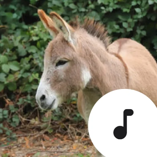 ดาวน์โหลด Donkey Sounds เวอร์ชันล่าสุด – ซาวด์บอร์ดเสียงลาสุดฮาฟรี
