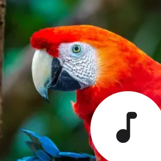 ดาวน์โหลด Parrot Sounds ล่าสุด – รวมเสียงนกแก้วสุดหรรษา ฟรี