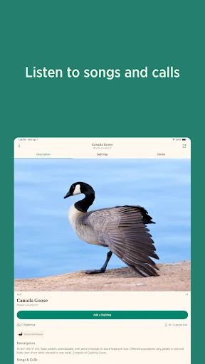 ดาวน์โหลด Audubon Bird Guide เวอร์ชันล่าสุด – คู่มือดูนกฟรีที่ดีที่สุด - Screenshot 9