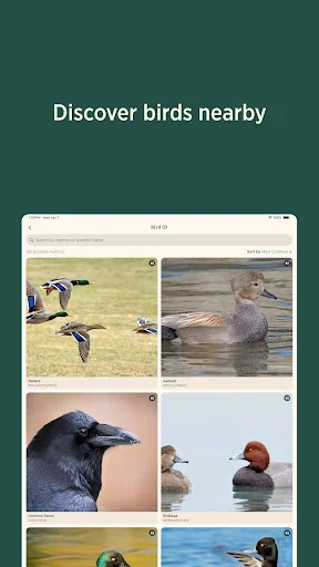 ดาวน์โหลด Audubon Bird Guide เวอร์ชันล่าสุด – คู่มือดูนกฟรีที่ดีที่สุด - Screenshot 10