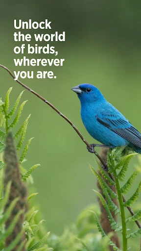 ดาวน์โหลด Audubon Bird Guide เวอร์ชันล่าสุด – คู่มือดูนกฟรีที่ดีที่สุด - Screenshot 12